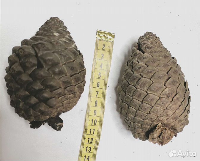 Шишка пицунцкой сосны