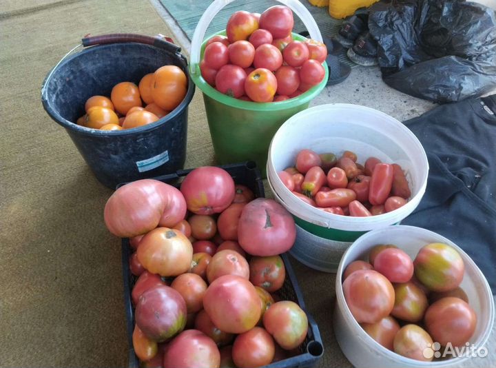 Помидоры свежие домашние