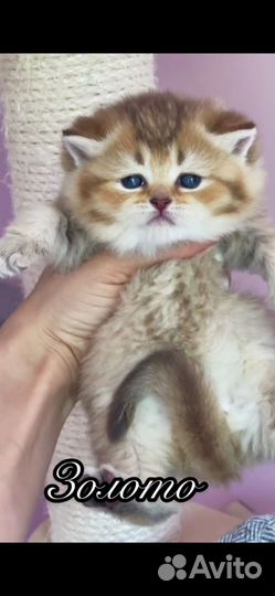 Золотое чудо ждут семью