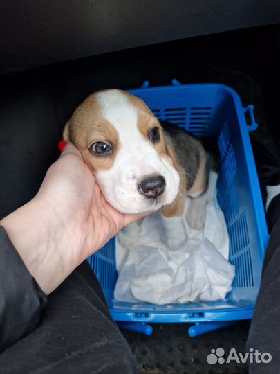 Щенок бигль девочка