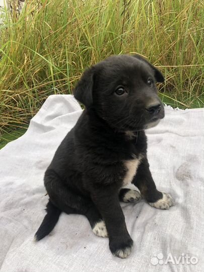 Щенок Чарли