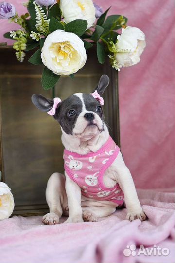 Цветные щенки французского бульдога