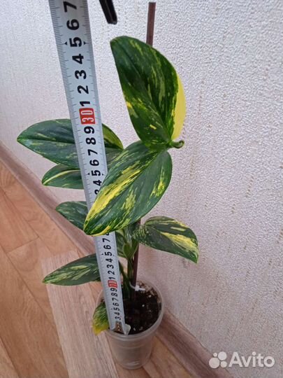 Монстера Standleyana yellow, Pinnatiparttita