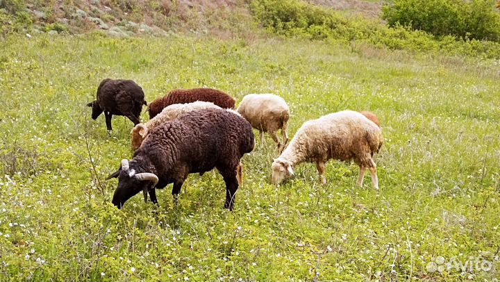 Овцы бараны ягнята