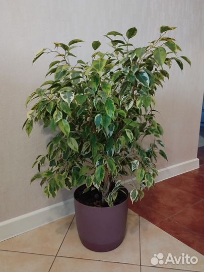 Фикус бенджамина пестролистный большой