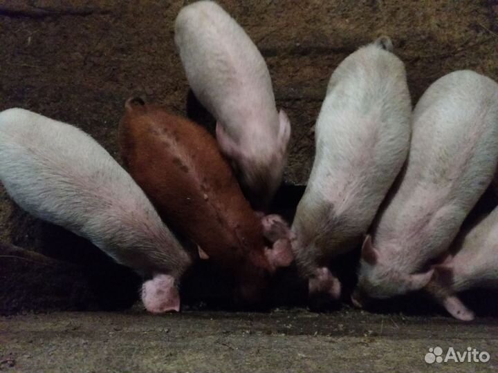 Поросенок Дюрок +ландрас