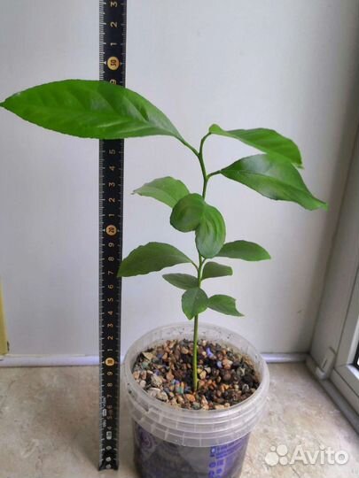 Лимон саженцы