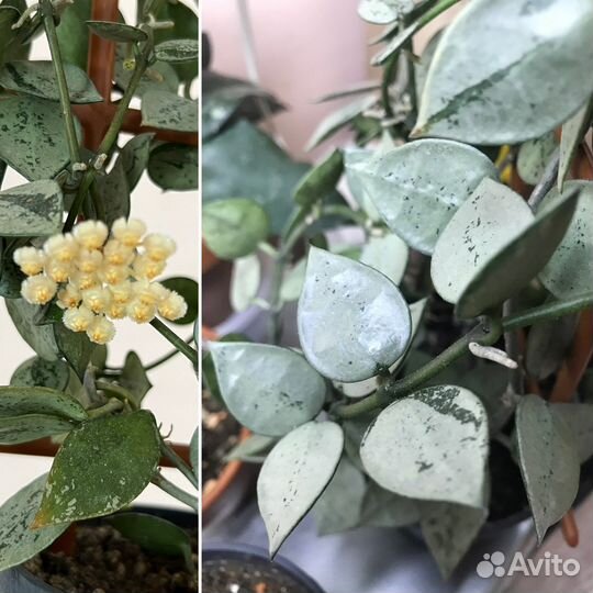 Хойи/хойя срезом ч. 2