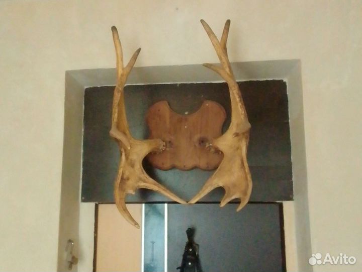 Рога лося продам цена договорная