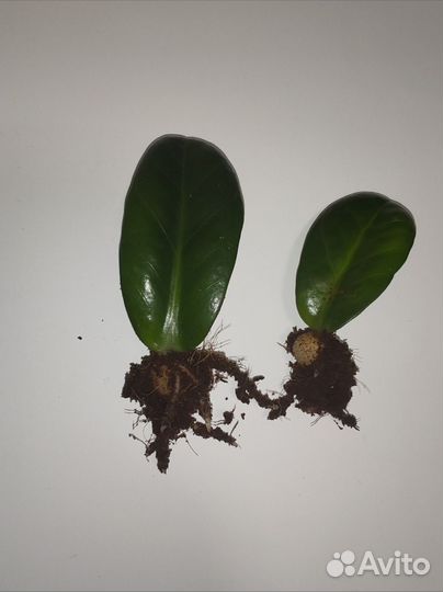 Замиокулькас Зензи