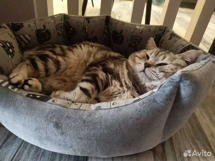 Вязка британский кот
