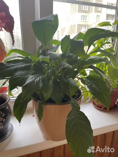 Комнатные растения