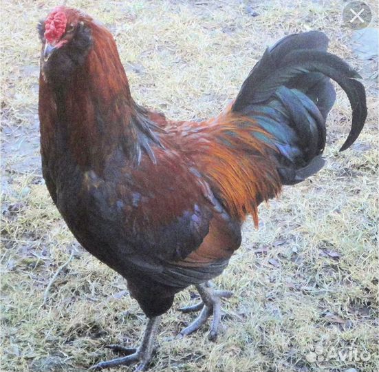 Петух амераукана