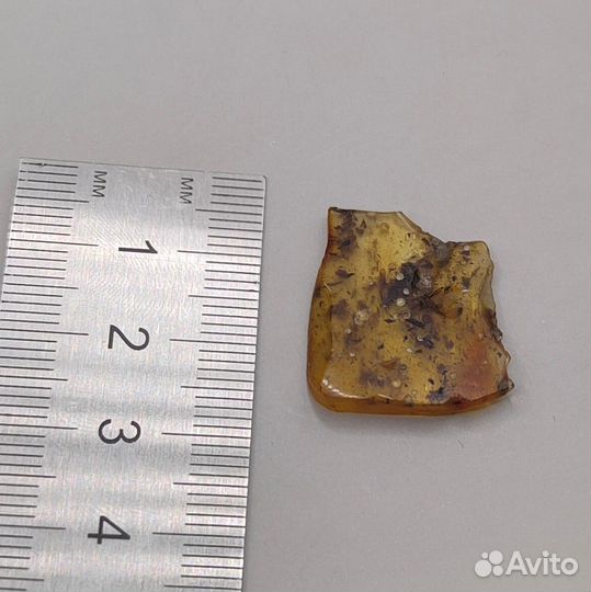 Инклюз - 2 моли и древесина / Окаменелости