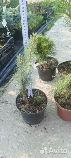 Ель Изели Фастегиата