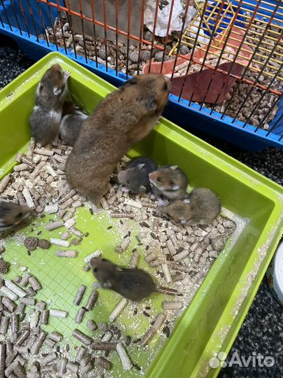 Сирийскии хомячки