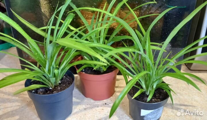 Комнатные цветы