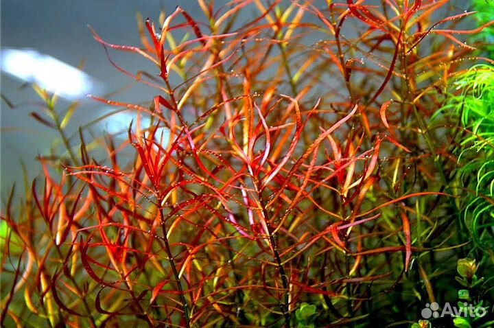 Аквариумные растения