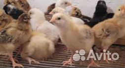 Цыплята, утята, индоутята