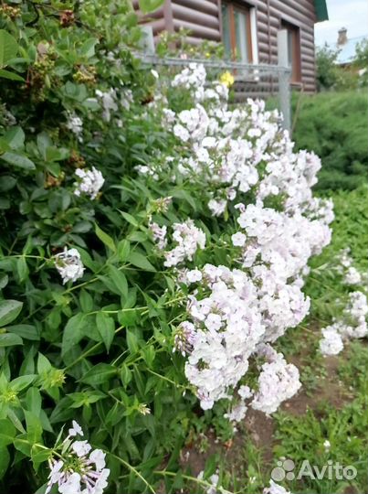 Каллы,флоксы, астильба, ромашка