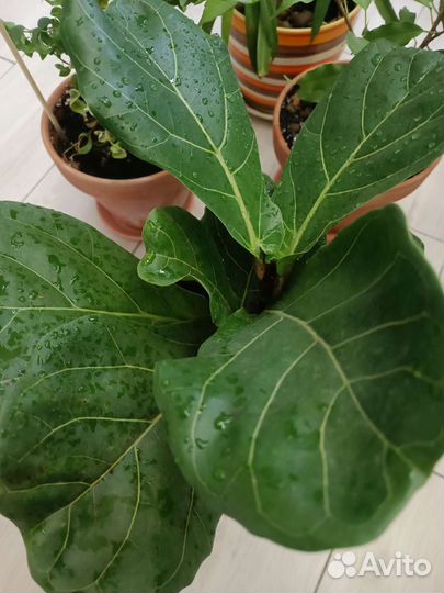 Фикус лирата