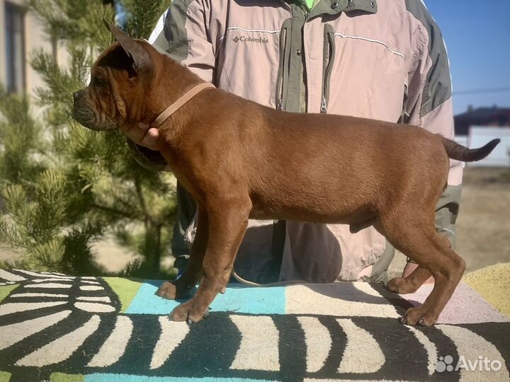 Китайский чунцин