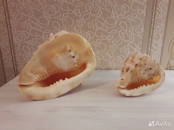 Ракушки морские большие