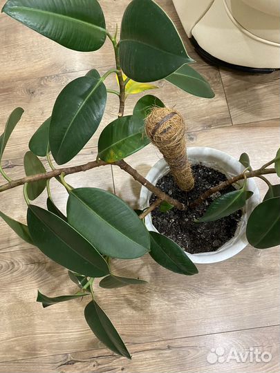 Фикус эластика в горшке 2 шт
