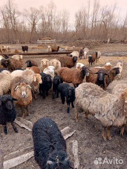 Курдючные бараны овцы