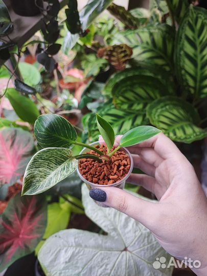 Биркин и хирита Aiko