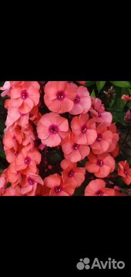 Куст Флокс многолетних