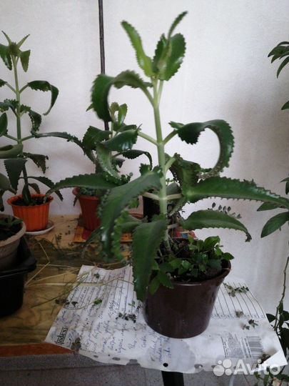 Каланхоэ лечебное