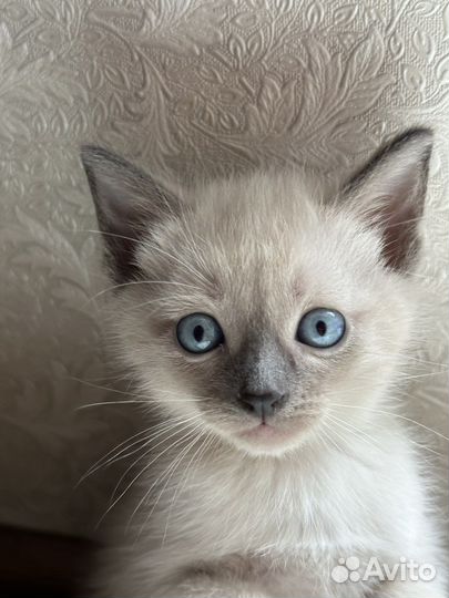 Тайские котята 2 мес