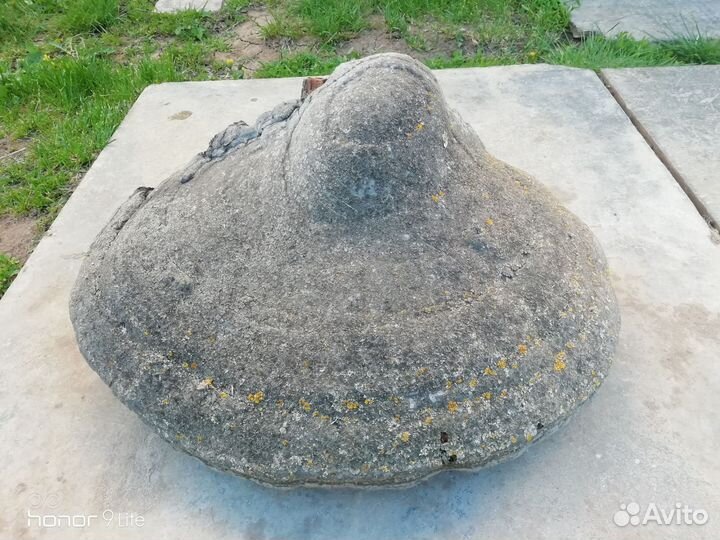 Трутовик, древесный для интерьера и подделок