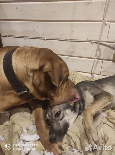 Собака в дар в добрые руки