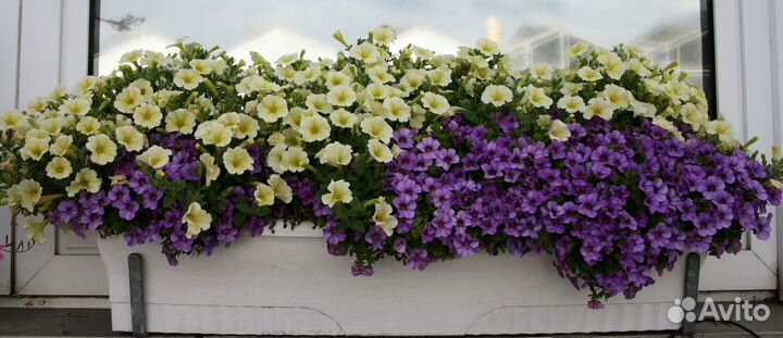 Лучшие сорта каскадных и ампельных петуний