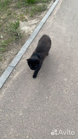 Котенок ищет дом