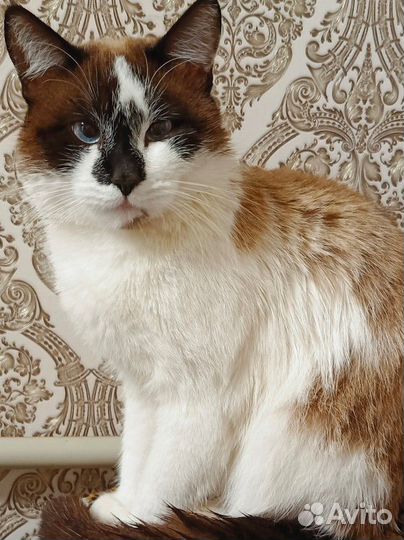 Отдам в добрые руки сиамского котика
