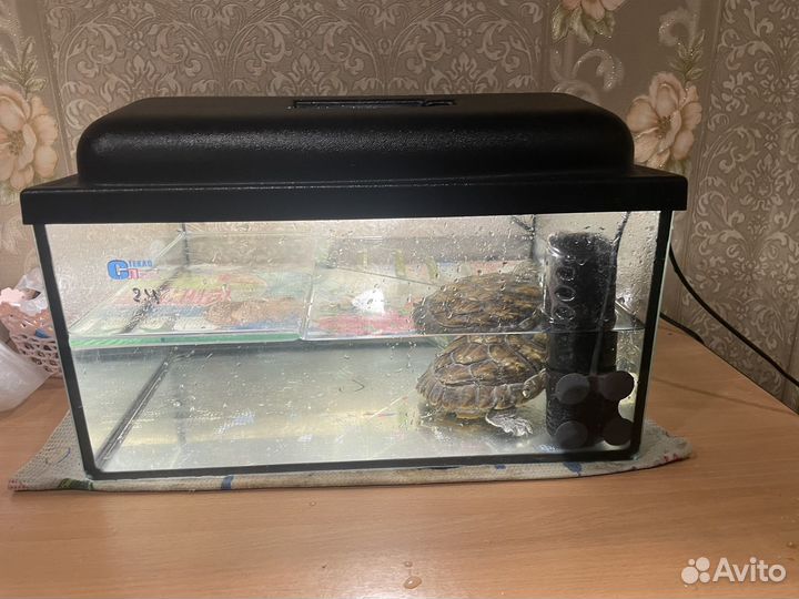 Красноухая черепаха