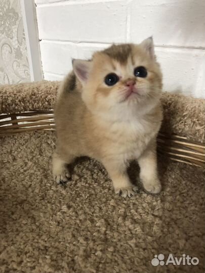 Шотландские котята