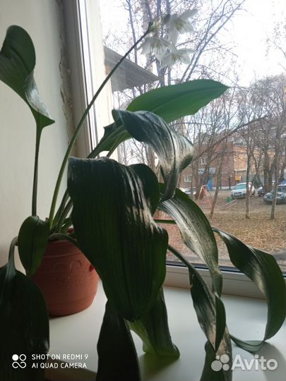 Цветëт в настоящее время