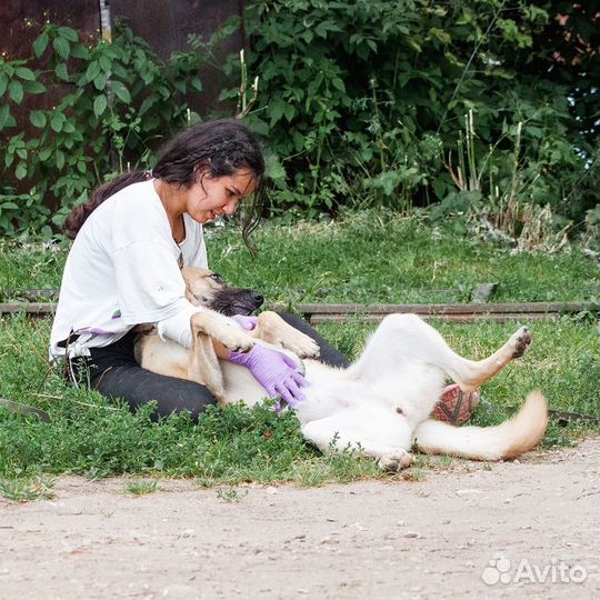 Собака-компаньон Лада в добрые руки