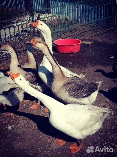 Гусь на племя