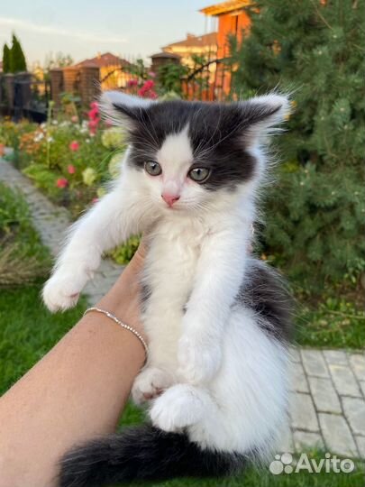 Котенок в добрые руки. Привезем