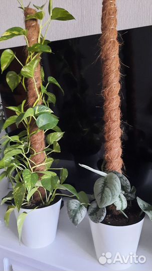 Эпипремиум