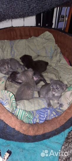 Котята в надёжные ручки