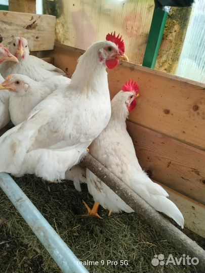 Петухи молодые,5 месяцев