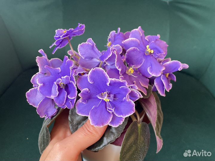 Сортовые фиалки