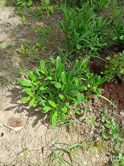 Ромашка садовая