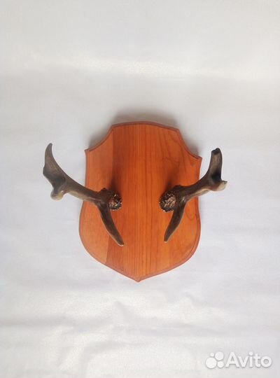 Рога Косули